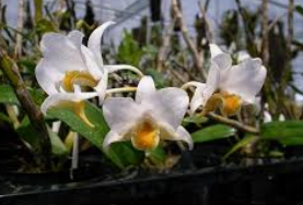 Tanaman anggrek Dendrobium ovipostoriferum - takahashi