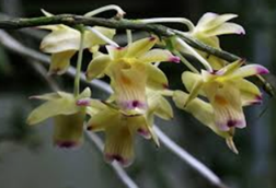 Tanaman anggrek Dendrobium sanguinolentum