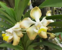 Tanaman Anggrek Vanda dearei