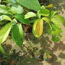 Bibit tanaman pohon ulin 0,8