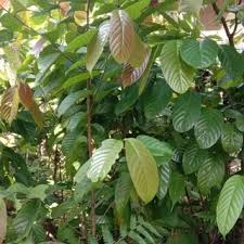 Bibit tanaman pohon ulin 0,8