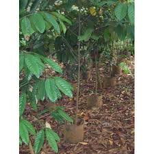 Bibit tanaman pohon ulin 0,8