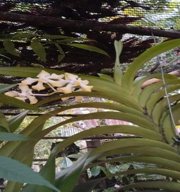 Bibit Anggrek Vanda dearei