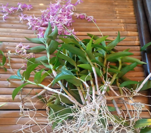 Bibit anggrek Dendrobium superbiens