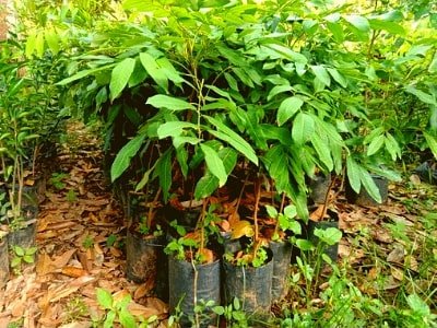 Bibit Pohon Bungur