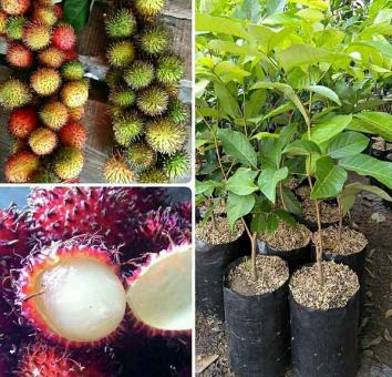 Bibit Pohon Rambutan Rapiah