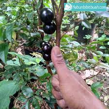 Bibit Pohon  Anggur Pohon Preco