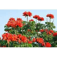 Bibit Pohon  Bunga Sepatu Dea