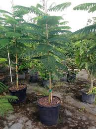 Bibit Pohon  Bunga Flamboyan