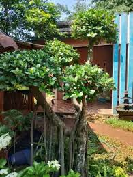 Tanaman Hias Beringin Dollar