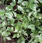 Bambu Jepang Varigata