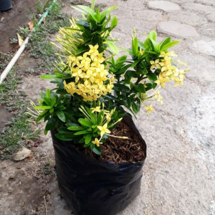 Tanaman Asoka Kuning