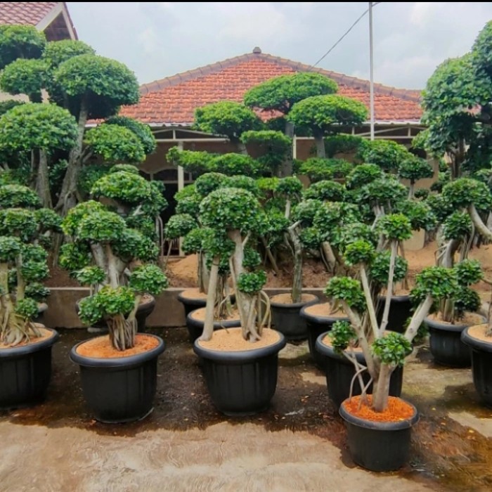 Tanaman Hias Bonsai Beringin