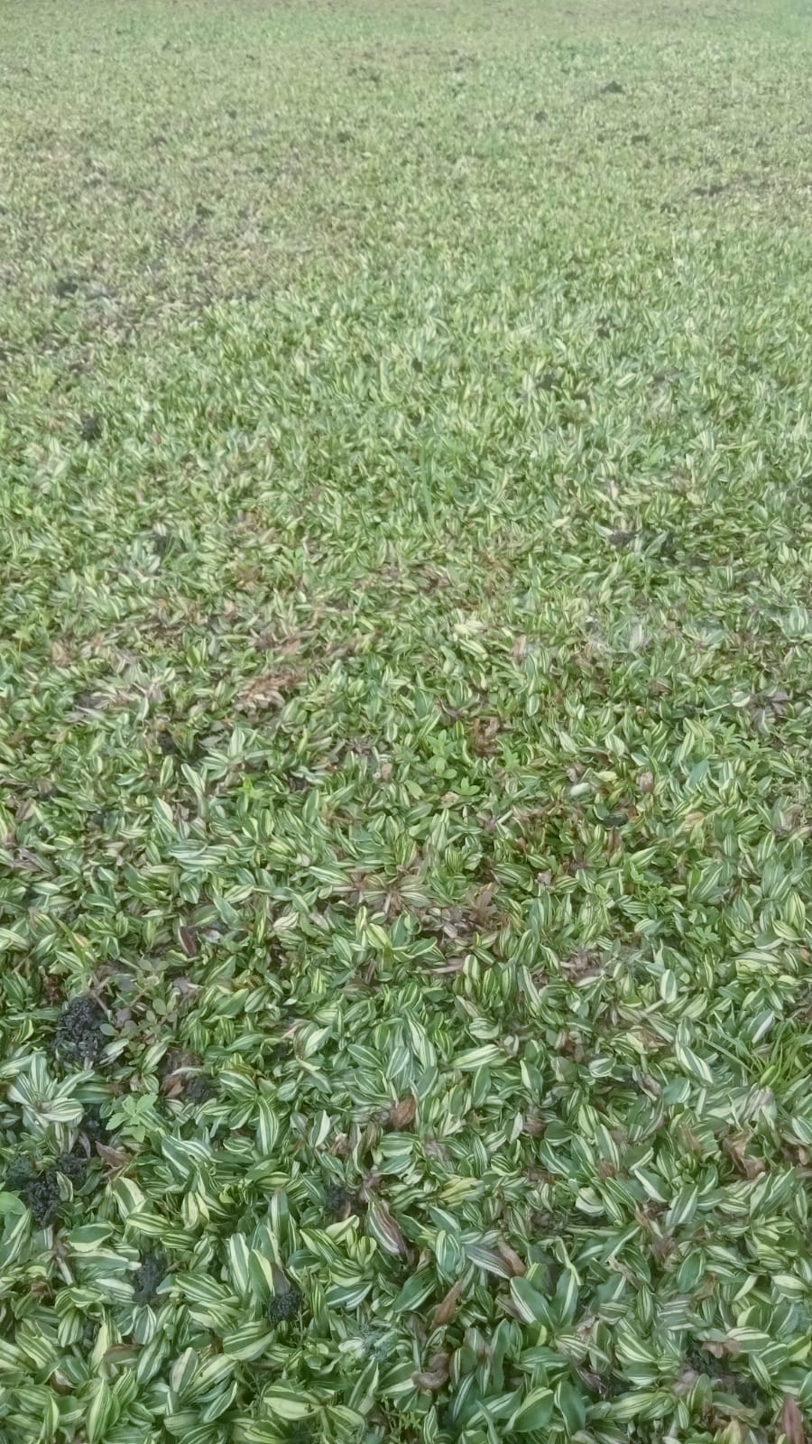 RUMPUT GAJAH MINI VARIGATA PUTIH