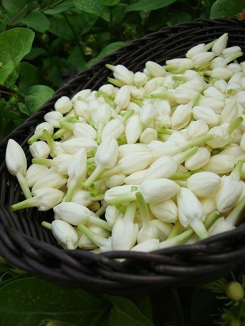 rangkaian bunga melati podium