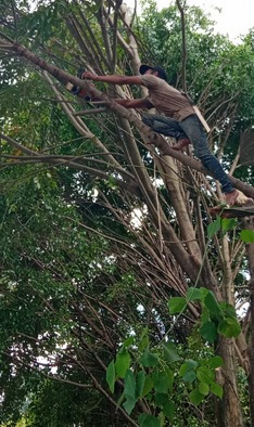 PEMANGKASAN POHON SEDANG