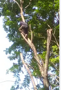 PEMANGKASAN POHON BESAR