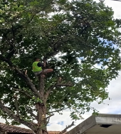 PEMANGKASAN POHON BESAR