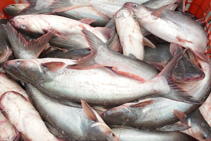 Ikan Patin