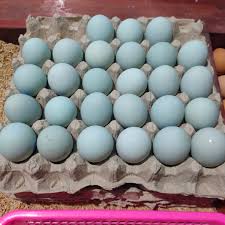 TELUR ITIK