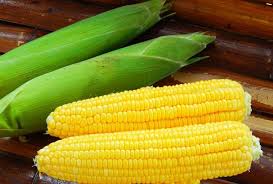 JAGUNG KUNING
