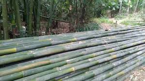 Bambu
