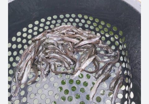 bibit ikan lele