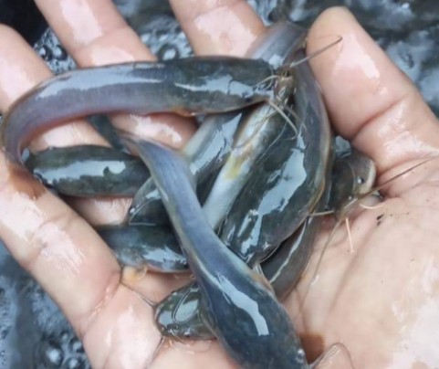 bibit ikan lele