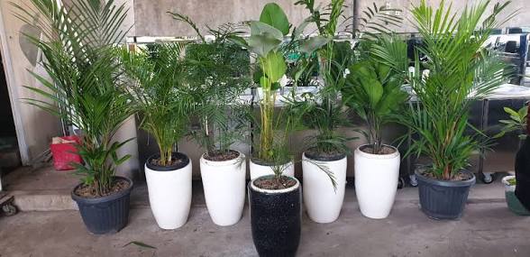 Jasa Sewa Tanaman Hidup