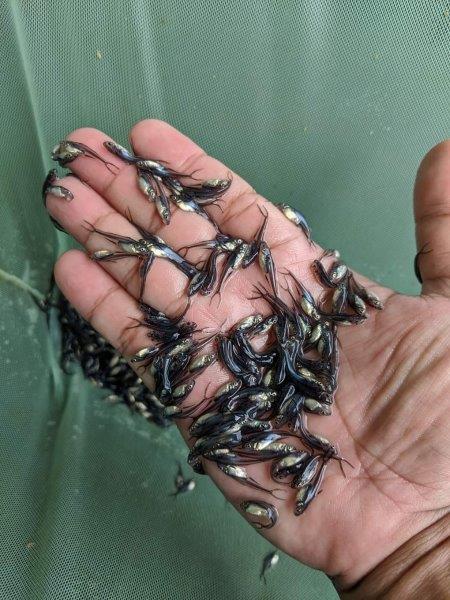 BIBIT IKAN PATIN