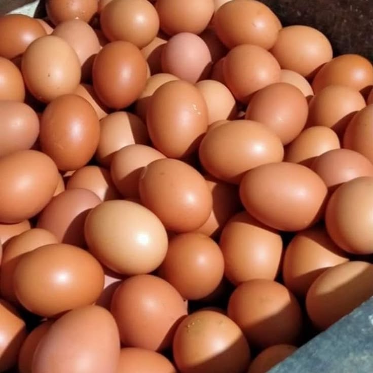 Telur Ayam