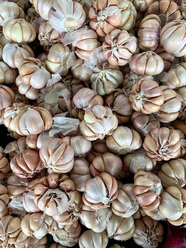 Bawang Putih