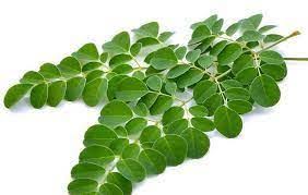 Daun Kelor