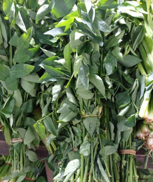 Daun Katuk