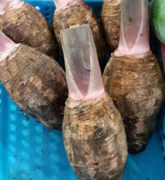 Keladi