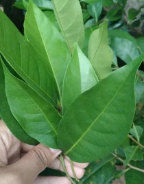 Daun Salam