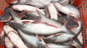 IKAN PATIN
