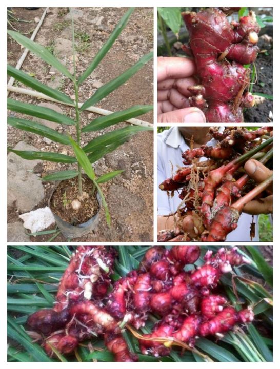 Jahe Merah