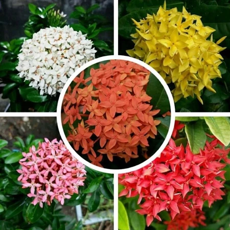 Bibit Bunga Ashoka