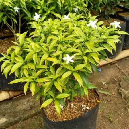 Bibit Bunga Melati Jakarta