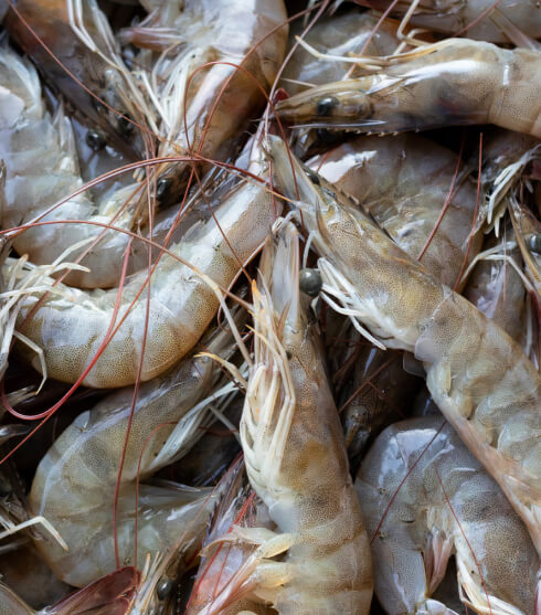 Udang Segar