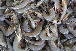 Udang Segar