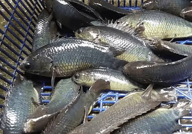Ikan Papuyu Segar
