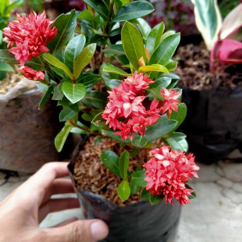 ASOKA MERAH