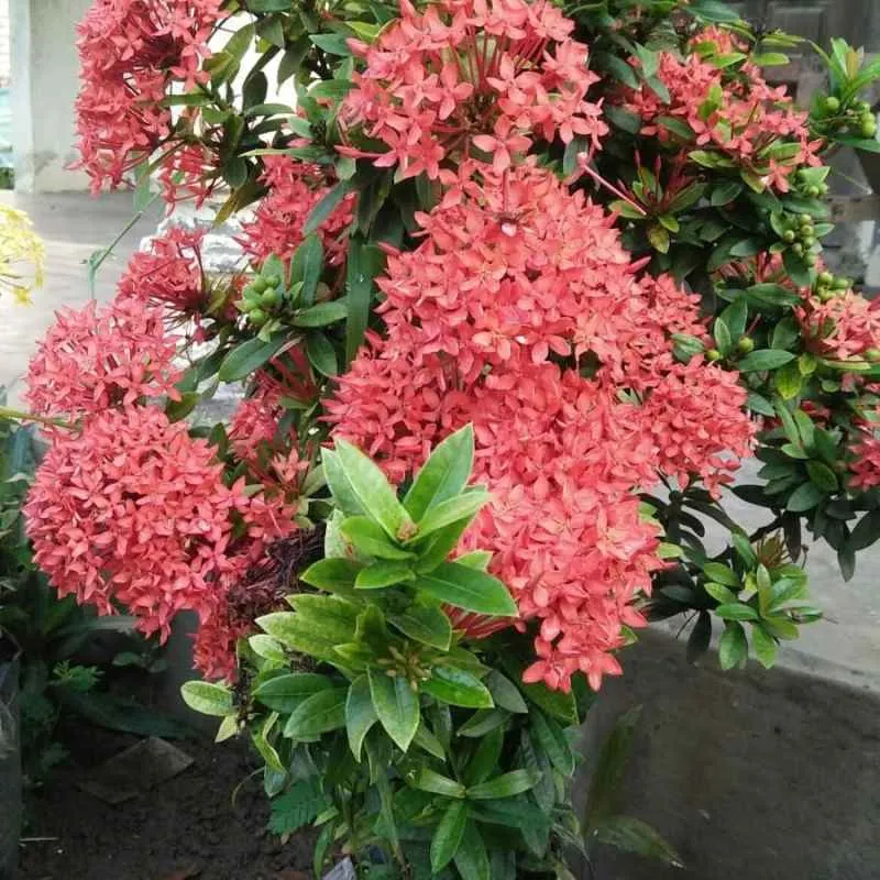 ASOKA PINK