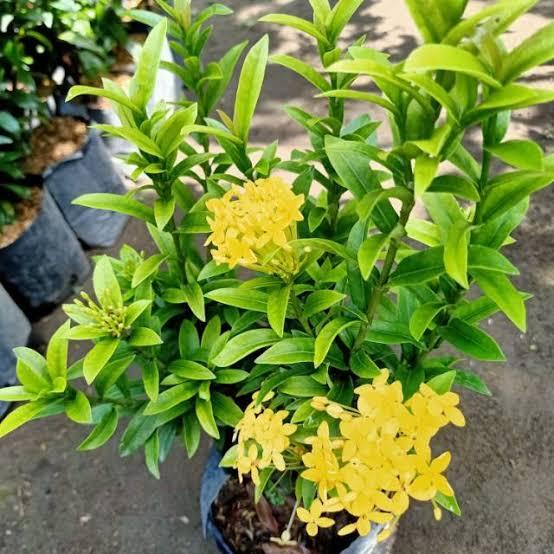 ASOKA KUNING