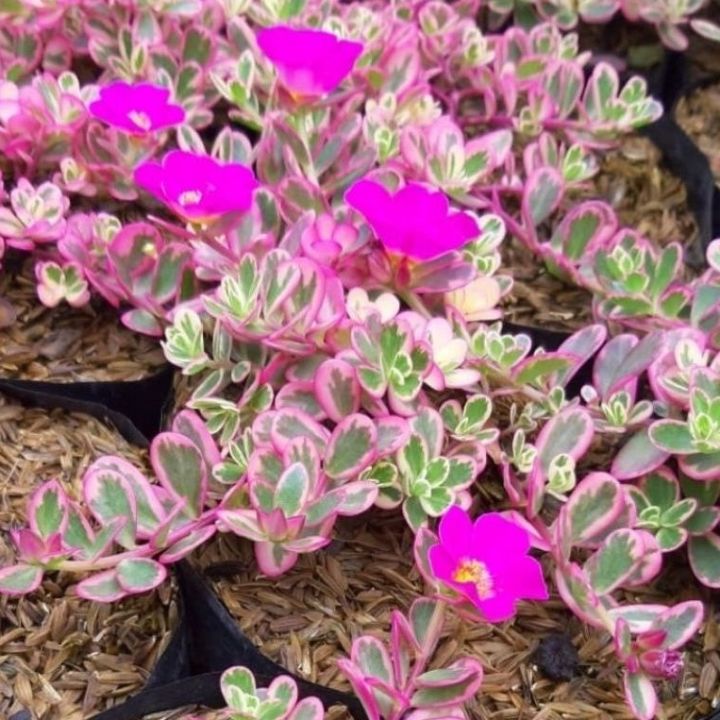KROKOT PINK