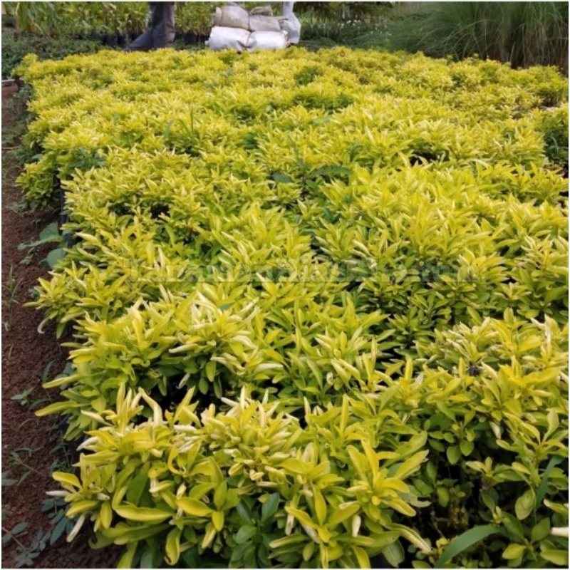 KROKOT KUNING