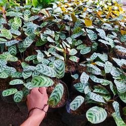 CALATHEA (Kalatea)