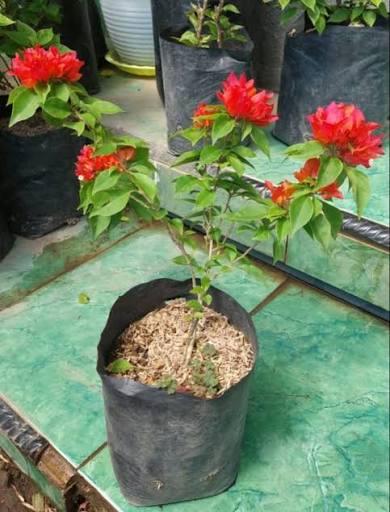 Bougenville Merah